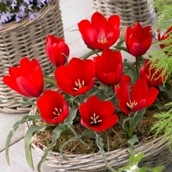 Hegyi tulipán Tulipa wilsoniana - XXXL csomag 250 db.