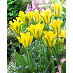 Gelbe frühlingsgrüne Tulpe - XXXL-Packung 250 Stk - 