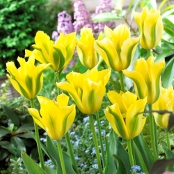 Gul vårgrønn tulipan - 5 stk