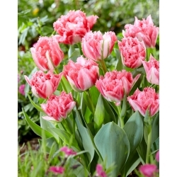 Crispion Sweet tulipán - Pack XL - 50 uds