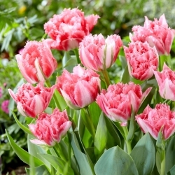 Tulipa Crispion Sweet - pacote XL - 50 unid.