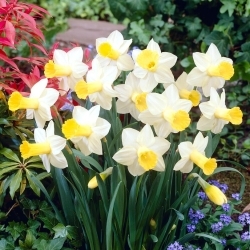 Ara daffodil - 5 pcs