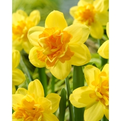 Balnoon daffodil - XL pack - 50 pcs
