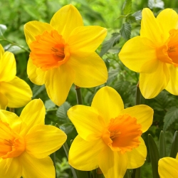 Bright Jewel daffodil - XL pack - 50 pcs