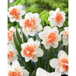 Easter Beauty narcis - XL-verpakking - 50 st - 