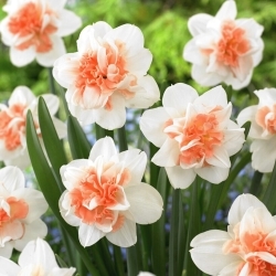 Narciso di Pasqua Beauty - 5 pz