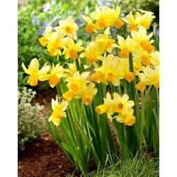 Eaton Song daffodil - 5 pcs