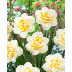 Fragrant Jewel daffodil - XL pack - 50 pcs