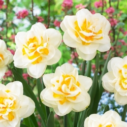Fragrant Jewel narciso - Pack XL - 50 uds