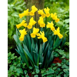 Golden Cycle Narcis - XL-verpakking - 50 st - 