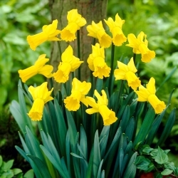 Golden Cycle daffodil - 5 pcs