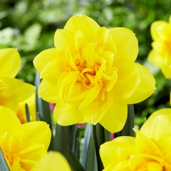 Holland Chase daffodil -  XL pack - 50 pcs