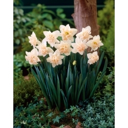 Palmares daffodil - XL pack - 50 pcs