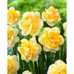 Progress daffodil - XL pack 30 pcs