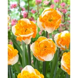 Swirl daffodil -  XL pack 30 pcs