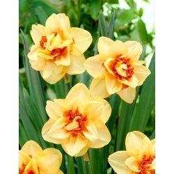 Innovator daffodil - XL pack 30 pcs