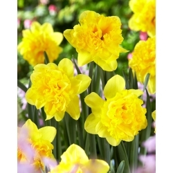 Narciso Twinflower - Pack XL - 50 uds.