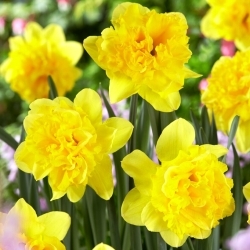 Twinflower daffodil - XL pack - 50 pcs