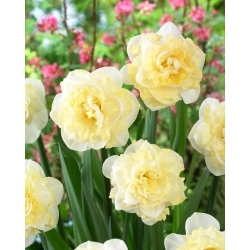 White Surprise daffodil - XL pack - 50 pcs