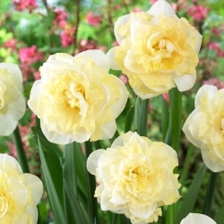 White Surprise daffodil - XL pack - 50 pcs