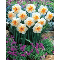 Delta daffodil - XL pack - 50 pcs