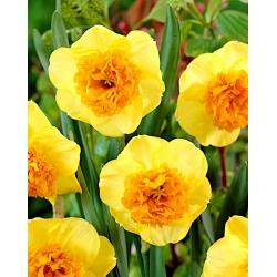 Modern Art daffodil - XL pack - 50 pcs