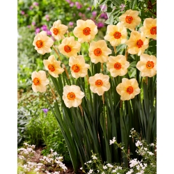 Narciso altruista - Pack XL - 50 uds