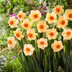 Altruist daffodil - 5 pcs