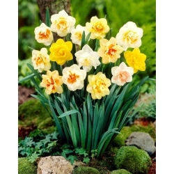 Seleção de narcisos com flores duplas - 5 peças