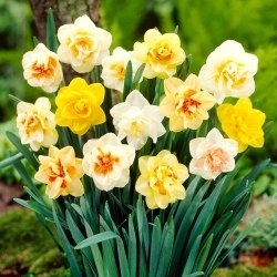 Narcis dvojkvetý výberový - 5 ks