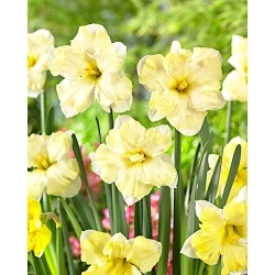 Cassata daffodil - 5 pcs
