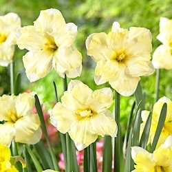 Cassata daffodil - XXXL pack  250 pcs