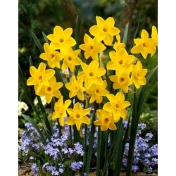 Golden Carpet daffodil - 5 pcs