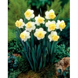 Narcis vlnitý - XXXL balenie 250 ks