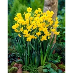 Grand Soleil d'Or daffodil - XL pack - 50 pcs