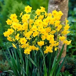 Grand Soleil d'Or daffodil - XL pack - 50 pcs