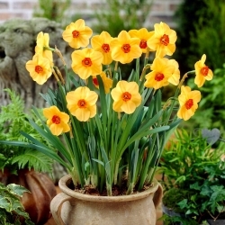 Sabine Hay daffodil - XL pack 30 pcs