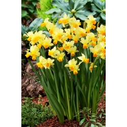 Narciso Spring Sunshine - pacote XXXL 250 unid.