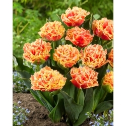 Brisbane tulipán - XL balenie - 50 ks