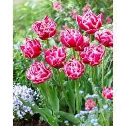 Kolumbov tulipan - 5 kosov