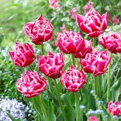 Columbus tulip - 5 pcs