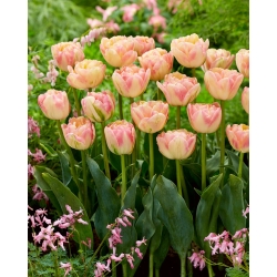 Tulipe creme Upstar - pack XXXL 250 pcs