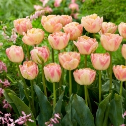 Creme Upstar tulip - 5 pcs