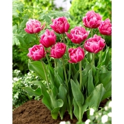 Pink Cameo tulipán - 5 db.