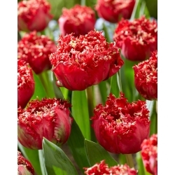 Katarski tulipan - XL pakiranje - 50 kom