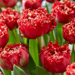 Katarský tulipán - XXXL balenie 250 ks