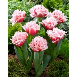 Queenslandský tulipán - XL balenie - 50 ks