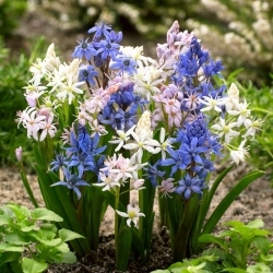 Alpine squill colour selection - XXL pack 100 pcs ; two-leaf squill