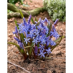 Cebolla alpina azul - Paquete XXXL - 500 piezas; cebolla albarrana de dos hojas