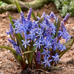 Blue alpine squill - XXL pack 100 pcs; two-leaf squill